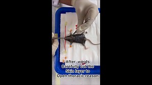 Mouse Anatomy Dissection