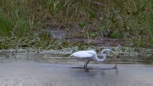 1.9K views · 37 reactions | This incredible video from USDA Natural Resources Conservation Service talks about the importance of Vermont's wetlands and what is being done to help save them. | Vermont Fish & Wildlife | Facebook