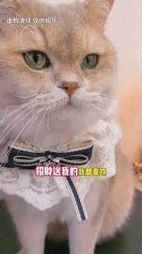原來招財這麽愛，居然為了讓我擁有紅寶石攢錢#lucky #cat #萌寵 #cute #funny #shorts
