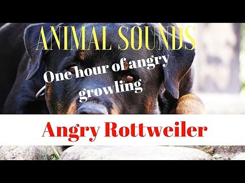 Angry Rottweiler growling for one hour HD sound - Animal Sounds