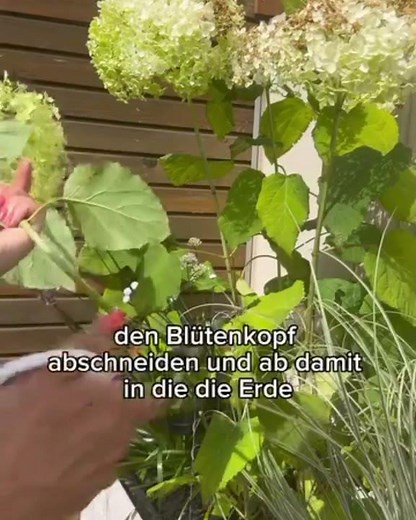 Hortensien, super, einfach mit sich selbst vermehren im Video erfährst du, wie es funktioniert.
