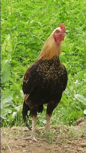 Lovely Roosters crowing routine morning sounds compilation #animalsounds #farm