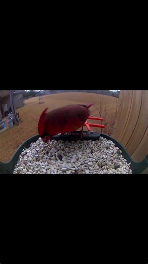 The bird watcher 🐦 🦜 🦚 (@thechirpchirpwatcher)’s videos with original sound - JunkBoxAI