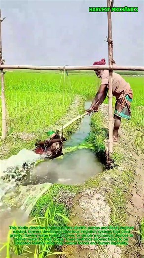 This Ancient Irrigation Method is Genius! : How Farmers Irrigate Fields Without Electricity or Fuel