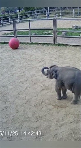 CCTV Baby Elephant Plays in Zoo Sand Yard