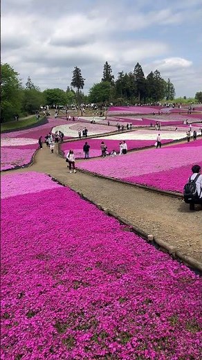 秩父芝桜 2026｜羊山公園 芝桜の丘・満開の春絶景｜2026年4月26日（日）｜Chichibu Shibazakura