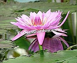 ロータス、Nelumbo Nucifera：植え付け、池での成長 🌿 すべてのガーデニングや庭のデザインについて - 2025