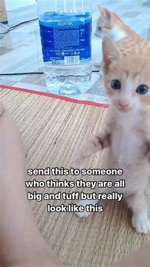 Does Cat Really Vapping? | Your cat is secretly watching you right now... waiting for you to click the bio link 🐾✨. Don’t disappoint them 🛒👑. #FunnyCats | Instagram