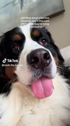 Understanding Bernese Mountain Dog Behavior