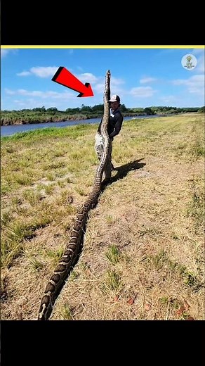 Burmese Python vs Indian Rock Python 😱 | कौन ज्यादा बड़ा और भारी है?