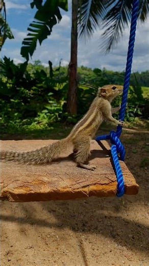 Little Squirrel Meets a Swing! 🐿️🌴 Nature Fun #animals #petsquirrel