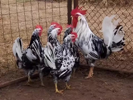 des Leghorns Exchequer