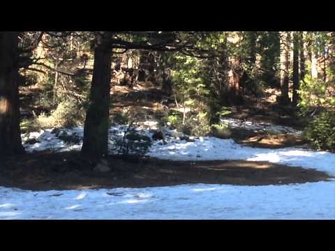 Strange Mysterious Sounds in Yosemite's National Park