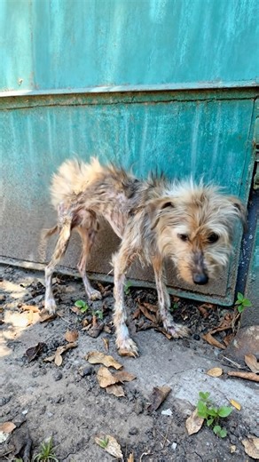 A small, frail dog was found in an abandoned park, capturing everyone's attention with its evident loneliness and struggle. After being rescued and cared for at a local shelter, this once-neglected pup now enjoys a loving, permanent home. | Dog Family