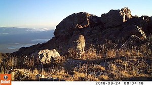 WWF-Mongolia has proven that a snow leopard gives birth to quadruplets, four cubs at a time! The snow leopard along with her cute quadruplets were captured several times in camera traps deployed between August and September of 2016 in Baatarkhairkhan Mountain, in Khovd aimag, Mongolia. In previous surveys conducted by WWF-Mongolia in 2011-2015, snow leopards that have only one cub, twins or triplets were found. | WWF Mongolia