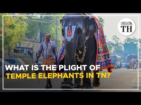 What is the plight of temple elephants in TN? | The Hindu