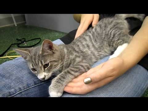 Jacob - 4 month old gray tabby male kitten - Peninsula Humane Foundation @ PetCo