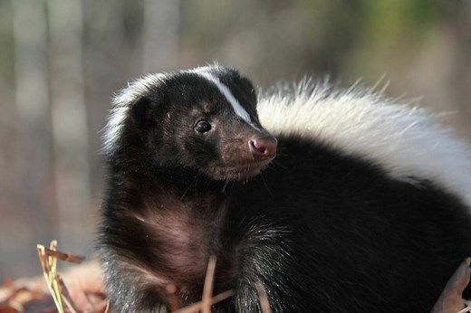12 Different Types Of Skunks You Need To Know