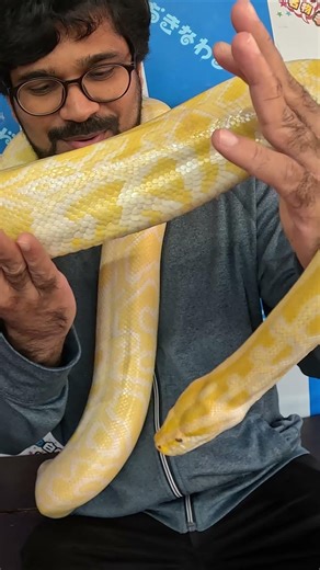 Burmese Python ビルマニシキヘビ #japan #india #okinawa #travel #burma #travelvlog