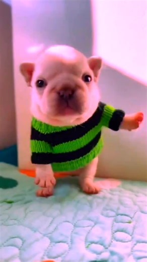 David_10 (@david101t)’s videos with CHANEL - Tyla