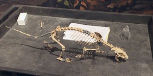 Paleontologists use 3D printing to help complete new ND species exhibit