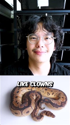 yellow belly is my favorite ball python gene #snake #animals #reptiles #ballpython