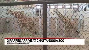 12K views · 305 reactions | TAKING YOU TO NEW HEIGHTS: Chattanooga Zoo officials have worked for more than a year to create a giraffe exhibit - and the giraffes are finally here! LEARN MORE: https://newschannel9.com/news/local/chattanooga-zoo-breaks-ground-for-new-giraffe-exhibit | WTVC-TV NewsChannel 9 News | Facebook