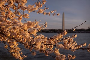 Cherry blooms hit peak bloom in Washington, D.C. See photos and watch live as they blossom. - The Boston Globe