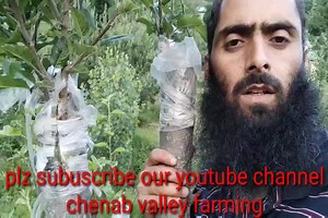 Successful Grafting on 35 year old apple tree | Chenab Valley Farming