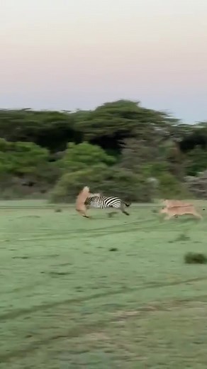 Me commentary on a mint getaway 🔊🎙 #ozzymanreviews #ozzyman #zebra #africa #wildlife