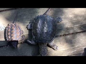 Size Comparison: How Fast Do Alligator vs Common Snapping Turtles?