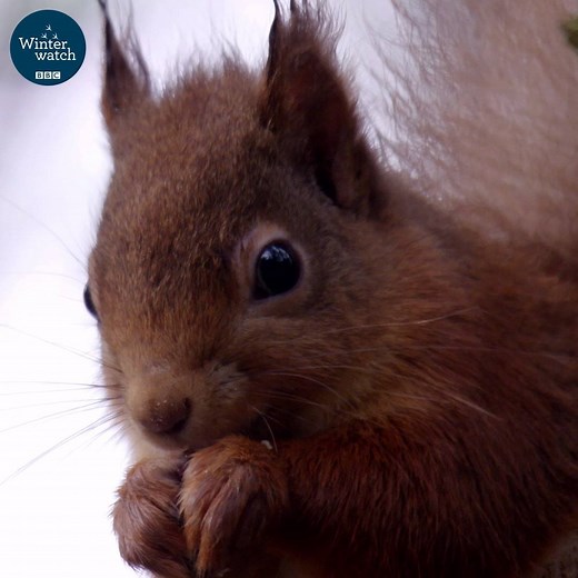 The Cairngorms truly are a winter wonderland for wildlife ❄🐿🦌❄ | BBC Springwatch