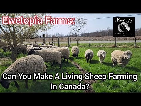 Ewetopia Farms: Can You Make A Living Sheep Farming In Canada? |May 2022