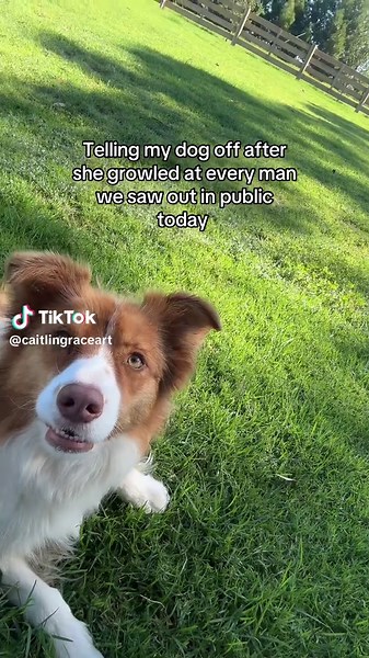 Border Collie Growls at Public – That Was Rude!