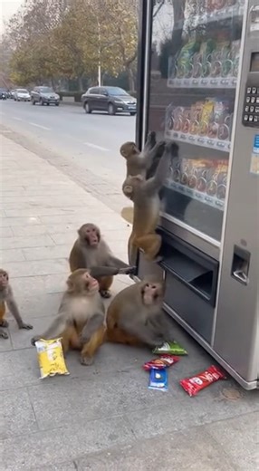 When curiosity meets chaos 🐒💥 This monkey just pulled off the ultimate vending machine heist! 😂🍫 #CaughtOnCamera #MonkeyBusiness #ViralReel #FunnyAnimals #PublicPrank #VendingMachine #MonkeyHeist #AnimalComedy #WildMoments #FacebookReels #LOL | Imaginations Eyes