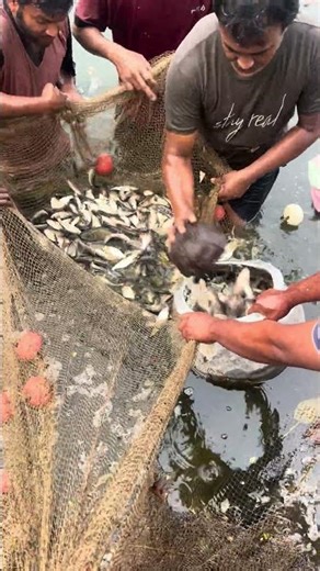 High standard silver carp,big head,rohu fish#video#viral#village#fish#weastbengal#trend#shorts