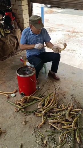 Man Uses Red - Hot Iron Rod to Hollow Out Bamboo Roots for Dry Pipe Making