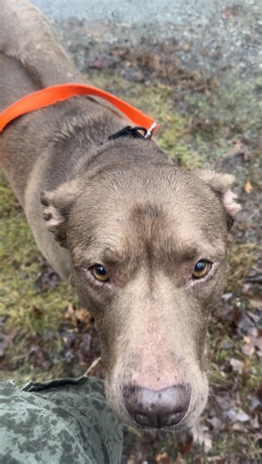 Our team is here at the shelter 365 days a year, no matter the weather. Dogs, cats, rabbits, guinea pigs, and more don’t take days off from needing our care. However, we can’t do it alone, that’s why we always accept donations from the public! We're here for them because you're here for us! Whether through financial donations, or contributions of blankets, towels, and toys, we are thankful for your hand in helping care for these animals in need. This holiday season please consider making a donat