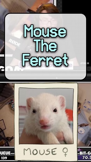 Mouse the ferret! Twitch.tv/piratesoftware #piratesoftware #ferret #storytime