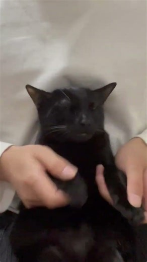 A Whimsical Cat Dance: Ning's Feline Talent
