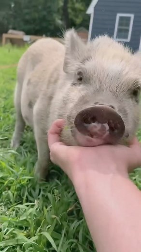 90% of mini pigs are abandoned or re-homed. They care. 🖤 If you want a pig, please do your research and read this first: The sad truth is that greater than 90% of mini pigs are rehomed within the first year of their life. Pigs can make great pets as long as owners research thoroughly and know exactly what to expect. They need to know what they are signing up for. There is no such thing as a teacup pig. Many owners are mislead by greedy breeders and believe their little piglet will stay tiny. Th