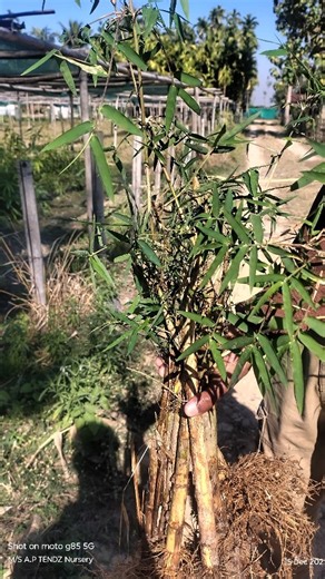 M/S A.P TENDZ NURSERY on Instagram: "T. oliveri bamboo plants refers to Thyrsostachys oliveri, or Oliveri Bamboo, a fast-growing, clumping bamboo from Southeast Asia, known for its dense, upright, slender culms (stems) and attractive foliage, making it great for privacy screens, windbreaks, and ornamental use, with its durable poles valued for construction and crafts, and young shoots used as a vegetable. It forms tight clumps, thrives in sun/partial shade, and is adaptable, though it needs cons