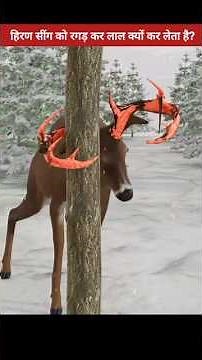 Why Deer Rub Their Antlers | Animal Facts #shorts