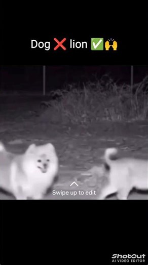 wait for dogesh Bhai 😂😂 #fypシ゚viral #dog #dogmeme #meme #lionmeme#elvishmeme#shorts #video