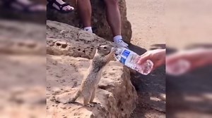 Viral video of a thirsty squirrel drinking water from a bottle wins the internet