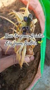 How to grow Asiatic Lily from Bulbils #gardening #plants #terracegarden #flowers