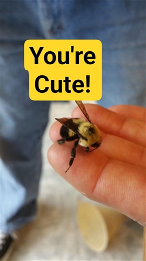 The cute bumblebee! #cute #bumblebee #insect #funny #fyp #trending #shorts #short #nature #viral