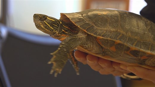 Turtle research at Iowa State could lead to new therapies for humans who suffer strokes, heart attack