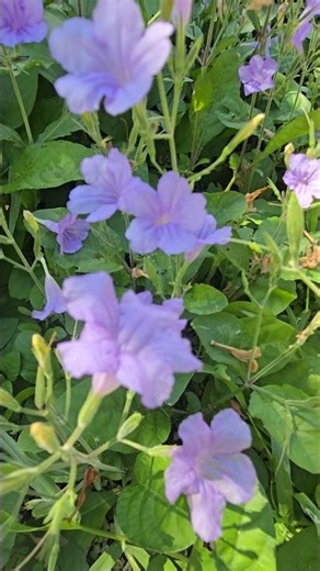 Tulum Mexico wildflowers
