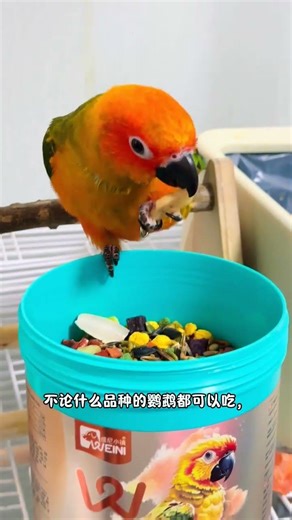 Top Pick: Nutritious Small Parrot Mixed Seed Food - A Must-Try